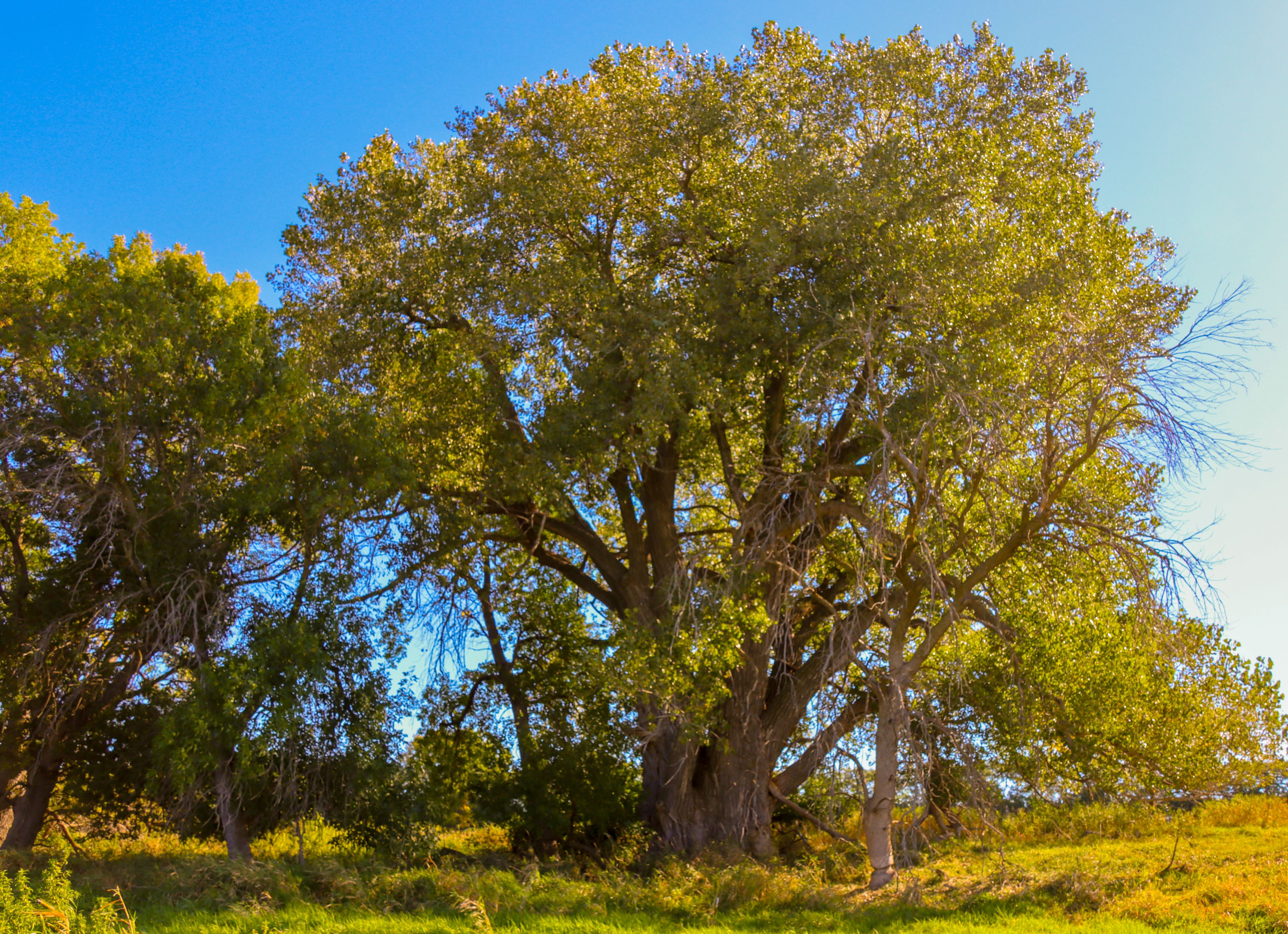 National Champion Eastern Cottonwood