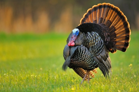 wild turkey