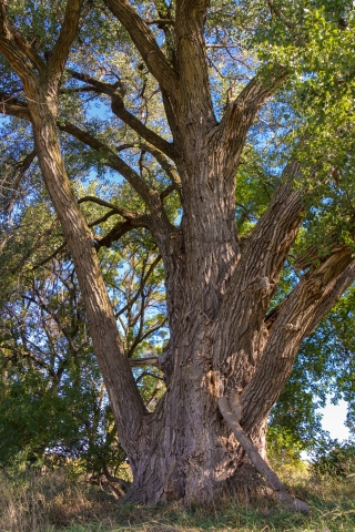 State and National Champion Cottonwood