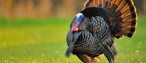 wild turkey